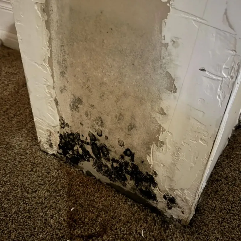 Professional Mold Removal in Chaffee, MO